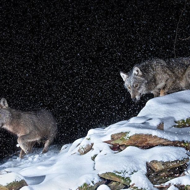 Dall’orso bruno alla lontra: scatti di predatori alpini a Pragelato