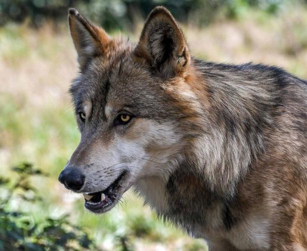 “La Regione prenda in mano la questione lupo: la presenza dell’uomo in montagna è a rischio”