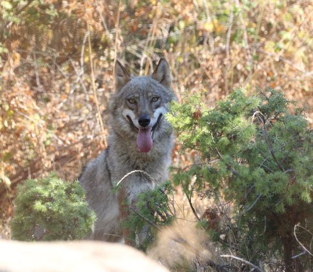 Lupi in Val Pellice: la battaglia si sposta in Città metropolitana