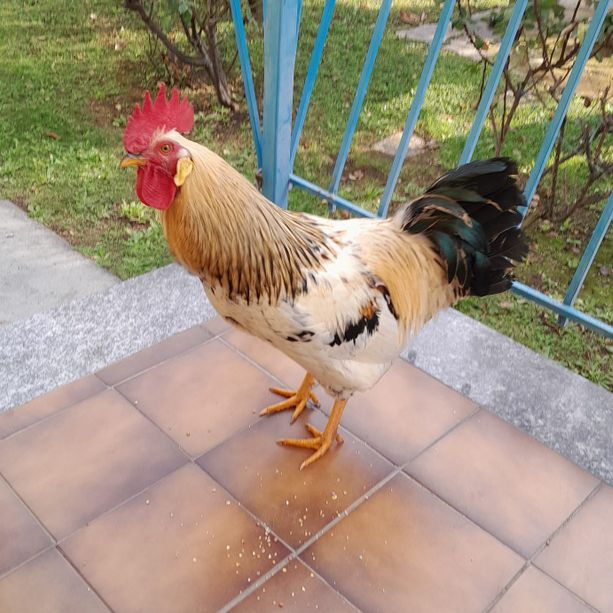 Il gallo che disturbava il sonno è stato accolto nella frazione di Luserna