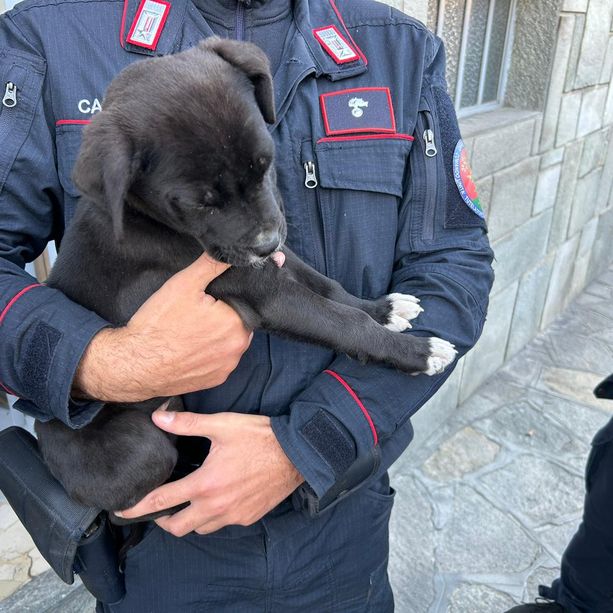 Luserna San Giovani: denunciato un giovane per maltrattamento di animale