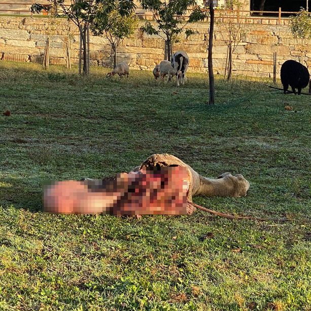 Luserna San Giovanni: pecora predata in un prato a pochi metri dalle scuole