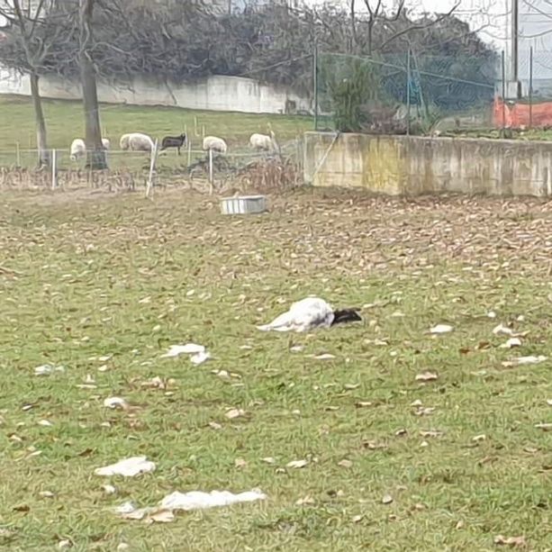 Val Pellice: il lupo è sceso in collina, non lontano dalla strada Panoramica