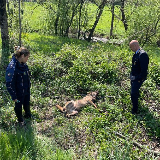 Lupo investito sulla strada provinciale che sale in Val Pellice