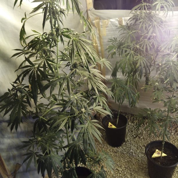 Duello in Comune sulla coltivazione di marijuana al Palaghiaccio