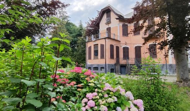 I diversi colori delle ortensie nei parchi del Pinerolese