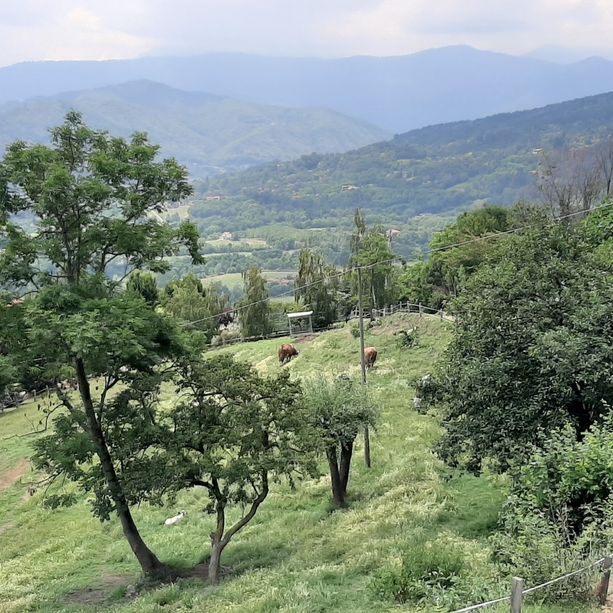 Il Tar non fa ripartire la caccia sulla collina di Costagrande