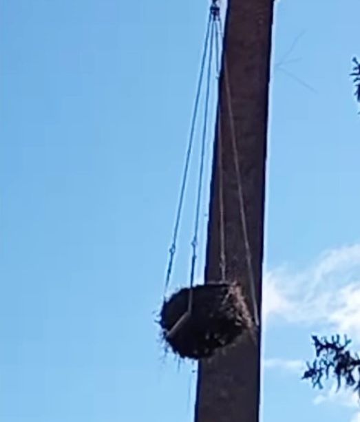 Pinerolo: il nido delle cicogne è stato abbattuto in accordo con il Centro di Racconigi