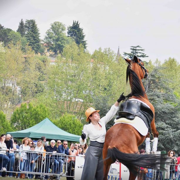 Pinerolo festeggia San Donato con 2 km di banchi e spettacoli equestri
