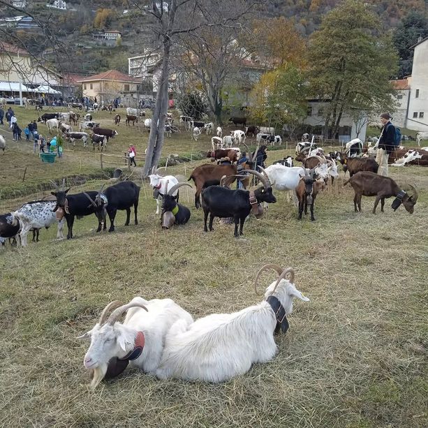 Pomaretto si prepara alla carica dei mille di sabato