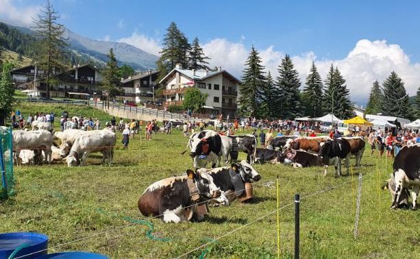 ‘Miss Mucca’ festeggia le nozze d’argento con il suo pubblico