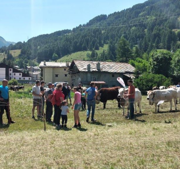 Allevatori in competizione a Pragelato per l’elezione di ‘Miss Mucca’