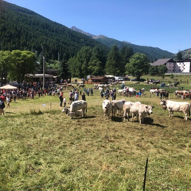 Pragelato ha una nuova miss: oltre alla mucca anche la manza