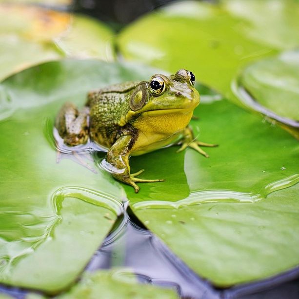 Frossasco: una rana aiuta a riflettere su biodiversità e ambiente