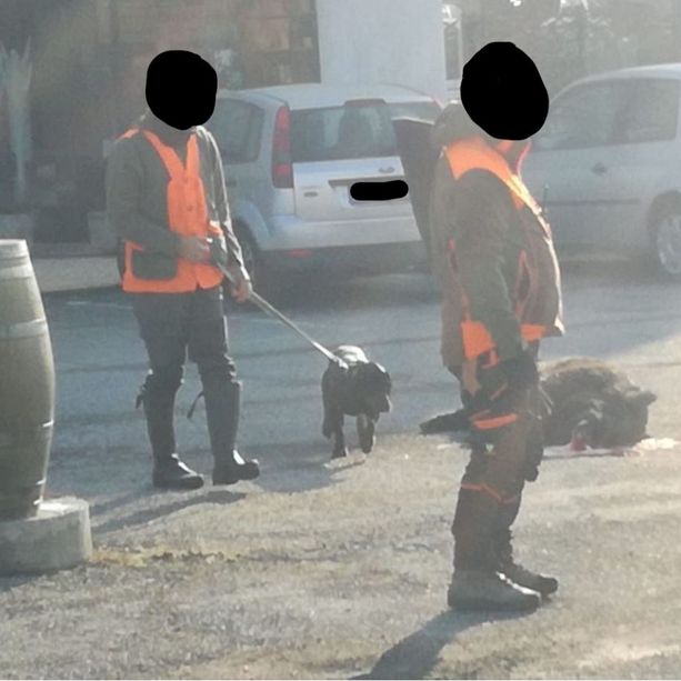 Cinghiale investito sabato sulla Provinciale 589 al Bivio di Roletto