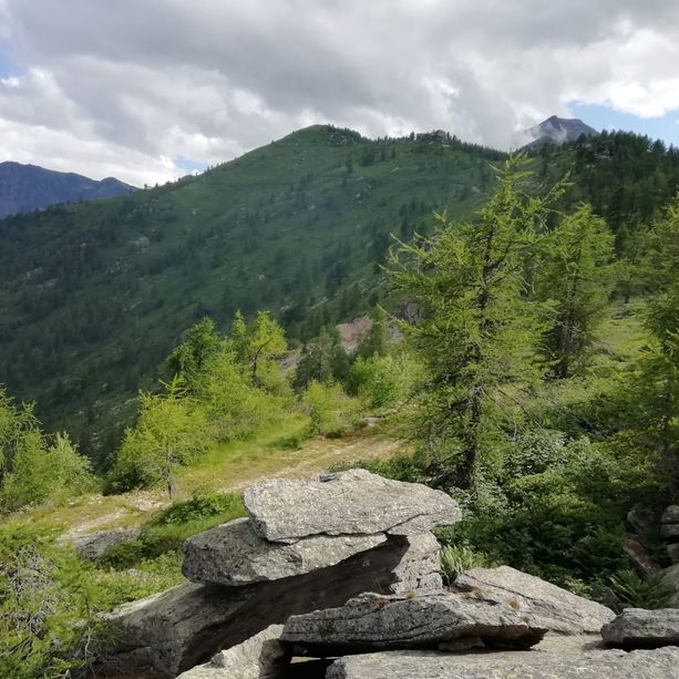 I boschi di Angrogna, Bobbio Pellice e Rorà sono degni del Pefc