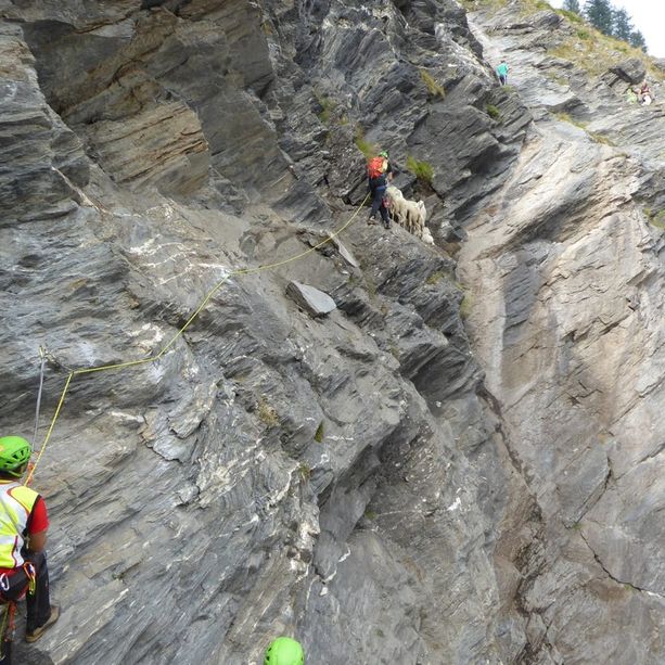 Il soccorso alpino salva un gruppo di 10 pecore a Salza di Pinerolo (FOTO)