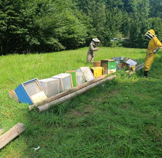 San Germano Chisone: un apiario con 30 alveari è stato distrutto di notte