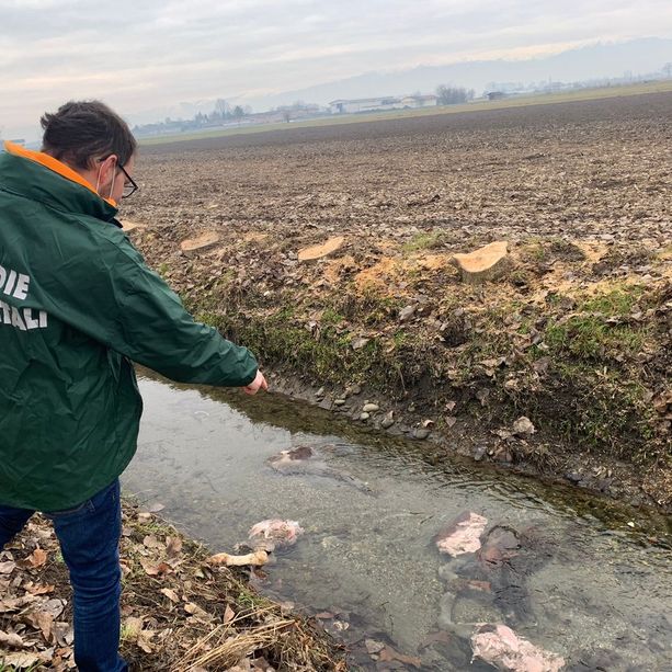 Resti di vitello macellato trovati nelle campagne di Scalenghe