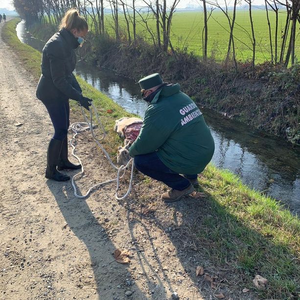 Scalenghe: ritrovata una carcassa di vitello in un fosso