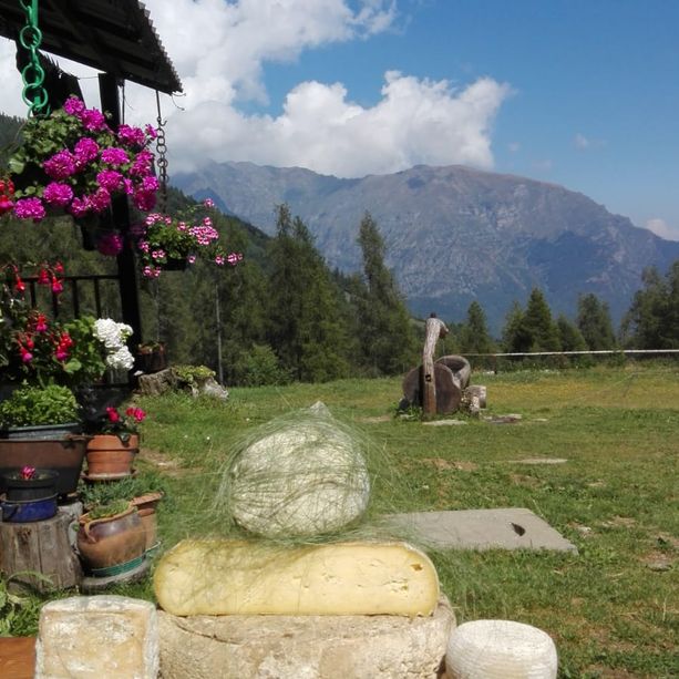 ‘Alpeggi aperti’ domani in Val Pellice e Val Chisone