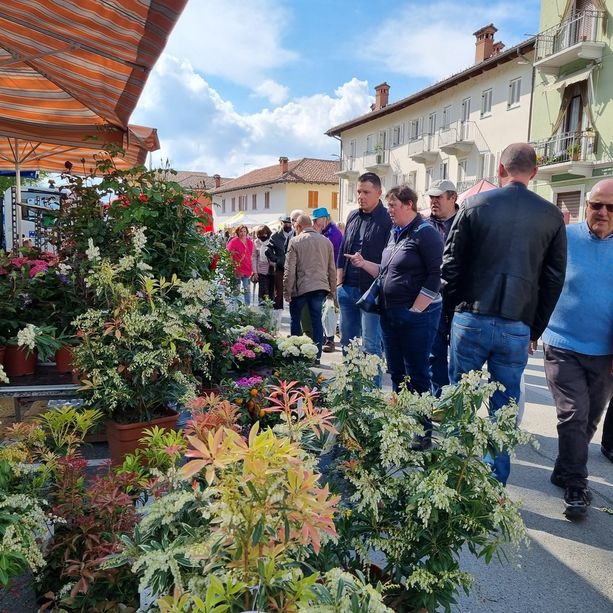 Dalle piazze alle scarpe, il centro di Vigone si colora con i fiori