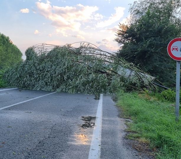 Vigone: un albero si abbatte sulla Provinciale 129
