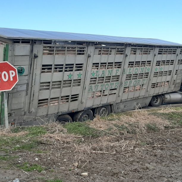 Camion di maiali incastrato in un fosso tra Vigone e Virle