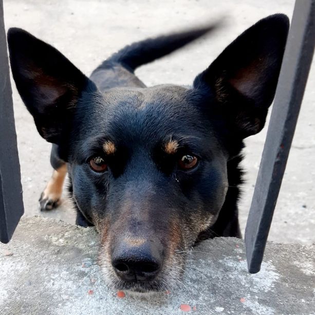 Villafranca Piemonte: il cane Diablo avvelenato mentre era in cortile e lotta per la vita