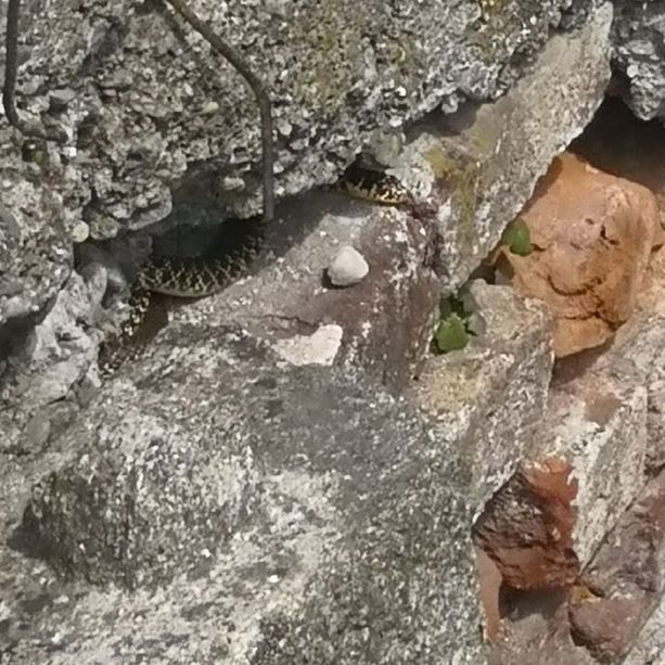Villafranca Piemonte: intervento per i serpenti nella zona di via Cecca