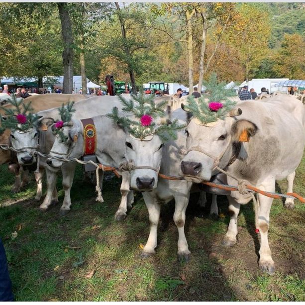 Villar Pellice festeggia l’autunno tra la morra e la mostra zootecnica