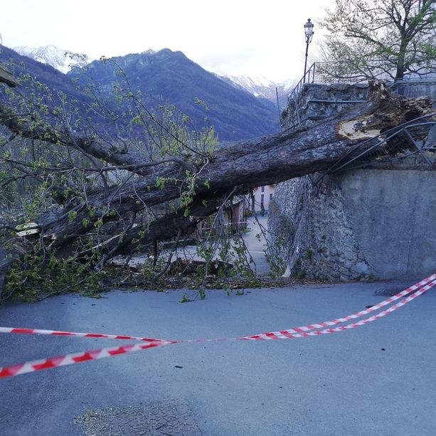 Il vento distrugge un simbolo di Villar Pellice: l’ippocastano centenario di piazza Jervis