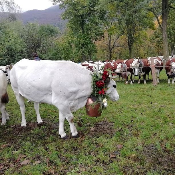 L’orgoglio degli allevatori di Bobbio Pellice: domenica torna la Fîra