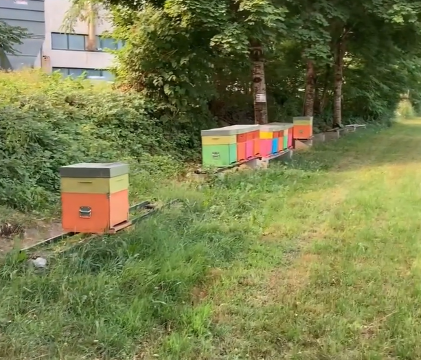 I ladri di api colpiscono nella notte a Villar Perosa