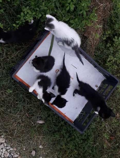 Sei gattini abbandonati salvati stamattina a Virle