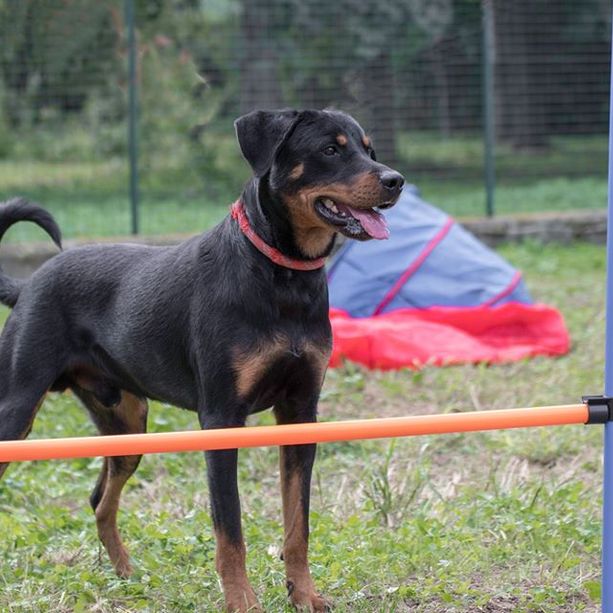 Coronavirus, sospese le adozioni di cani e gatti: “Il Canile Rifugio è chiuso, vi aspettiamo quando tutto sarà finito”