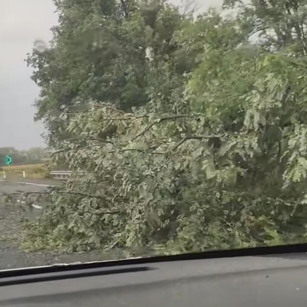 Carmagnola. grosso albero cade sulla A6: code sulla Torino-Savona