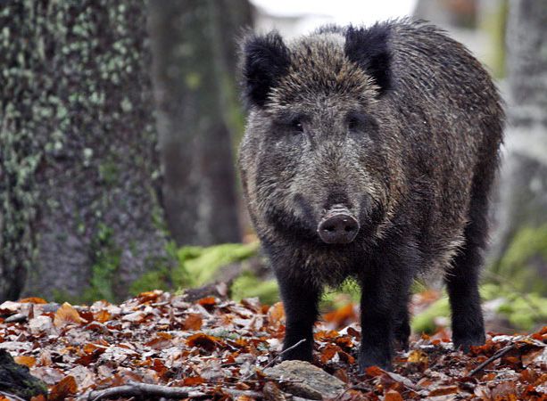 Sparano ai cinghiali nel bosco, la paura dei cittadini: &quot;Fuggiti mentre passeggiavamo con i cani&quot;