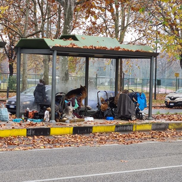 Da due anni viveva alla fermata del tram con 5 cani: senzatetto accetta le cure del Comune