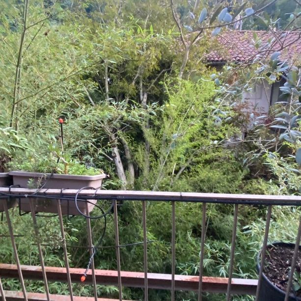 A Torino il maltempo estivo abbatte 242 alberi: &quot;In 4 anni +600% di piante cadute&quot;