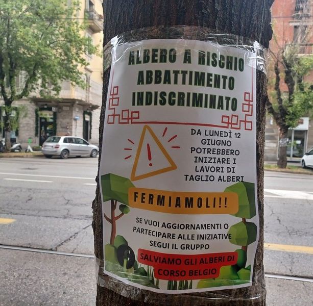 “Salviamo gli alberi di corso Belgio”, un'assemblea pubblica e un'opera d'arte collettiva per sensibilizzare i cittadini