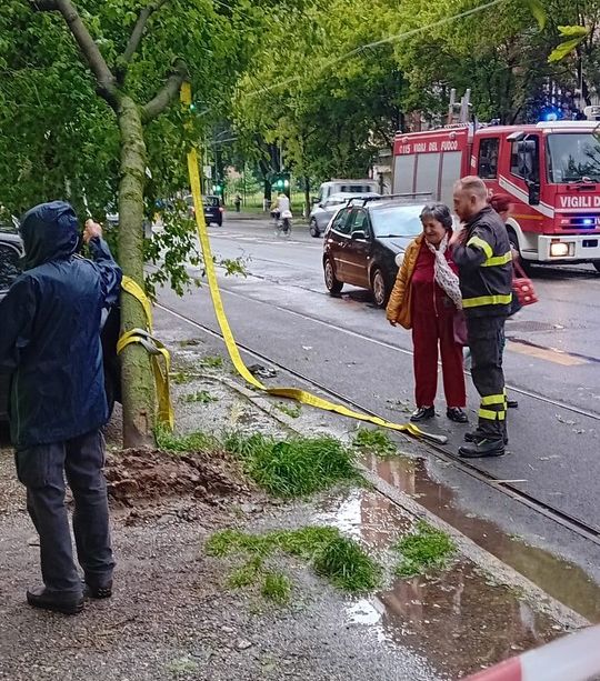 Corso Belgio, il maltempo rilancia la polemica: &quot;Caduto un acero giovane. Gli alberi vecchi resistono, ma vogliono tagliarli&quot;