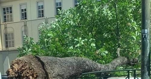 Tragedia sfiorata in corso Re Umberto: crolla albero di 15 metri