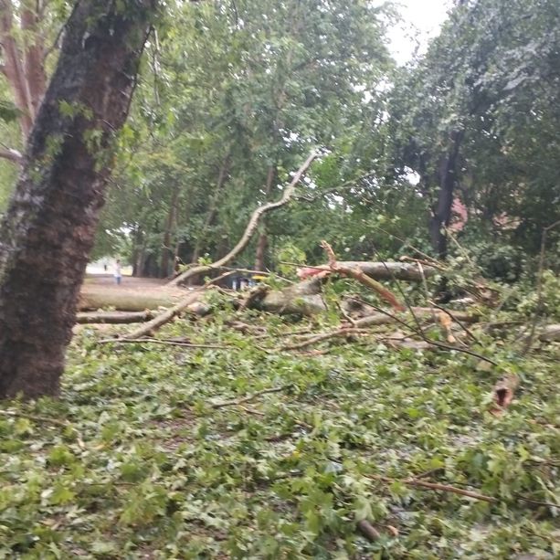 Tragedia sfiorata sul Lungo Po Michelotti: enorme albero crolla sulla pista ciclopedonale