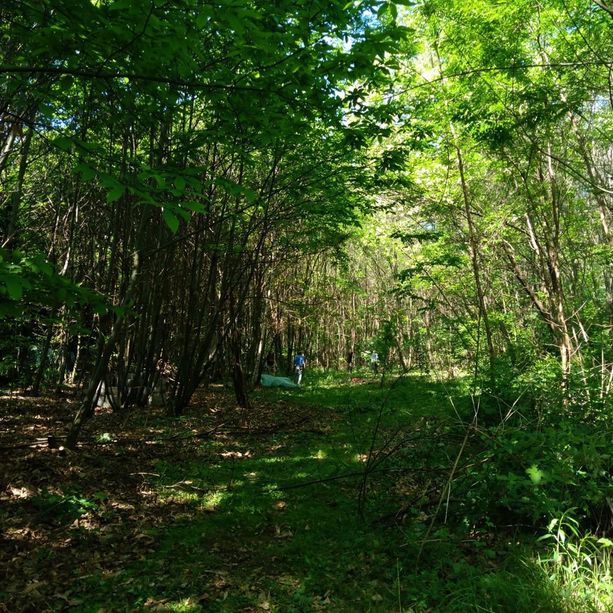 San Giorio, nel bosco spunta un cadavere: disposta l'autopsia per scoprirne l'identità