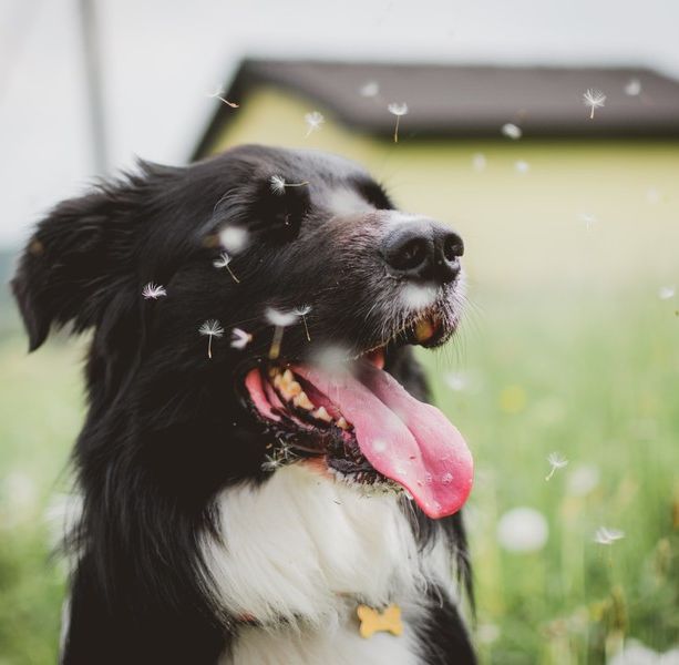 Un'anagrafe dei dna dei cani contro i padroni maleducati, Tresso frena: &quot;Difficile schedare 90mila animali&quot;
