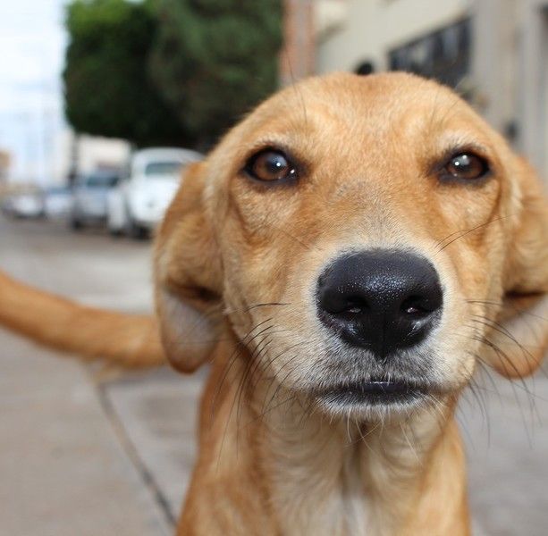 Cani abbandonati sui balconi o nelle auto: ecco quando intervenire e come comportarsi