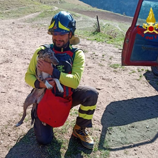 Fenestrelle, cane da pastore resta bloccato su una parete rocciosa: portato in salvo dall'elicottero dei vigili del fuoco