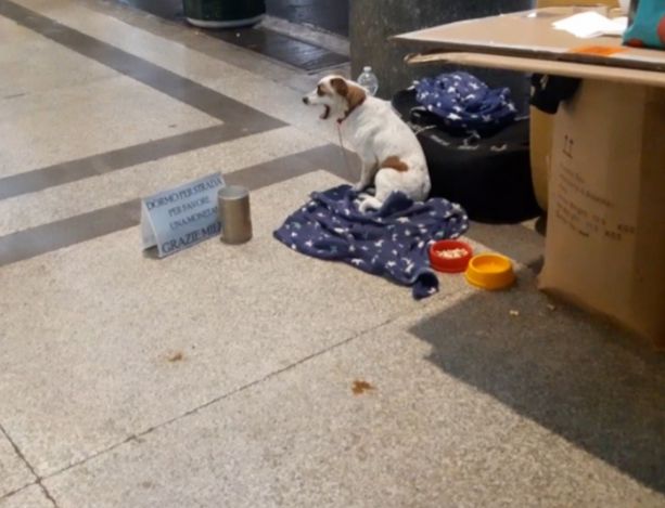 Stop all’accattonaggio con cani: il Comune ripensa a una modifica del regolamento per fermare chi sfrutta gli animali
