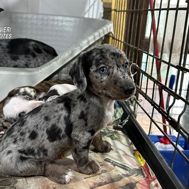 La Carica dei 101 a Chivasso: scoperto in un capannone allevamento abusivo di cani che poi venivano venduti online a prezzi altissimi